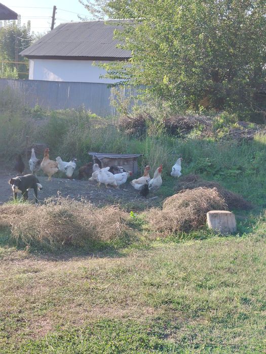 Продам домашних курей и петухов!