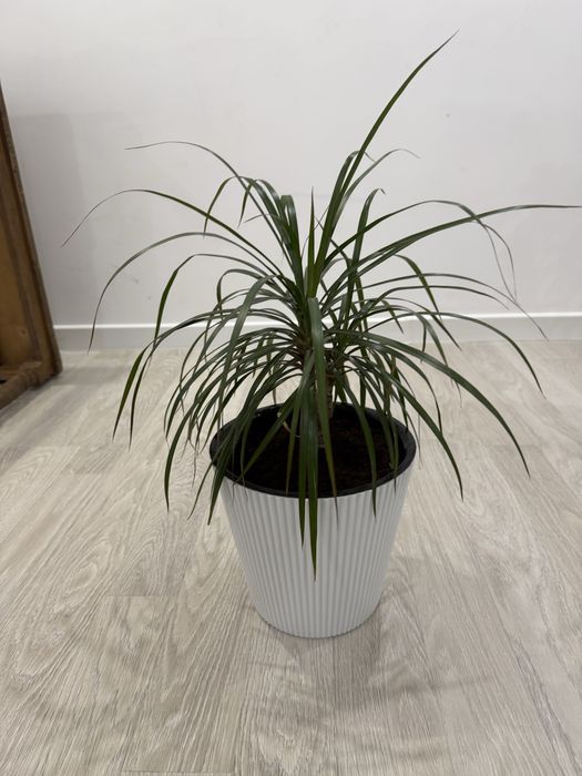 Продам комнатные растения