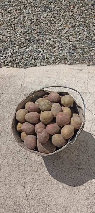 Семеной картофель