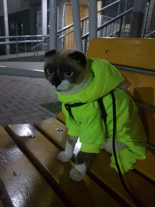 Продам костюм для животных