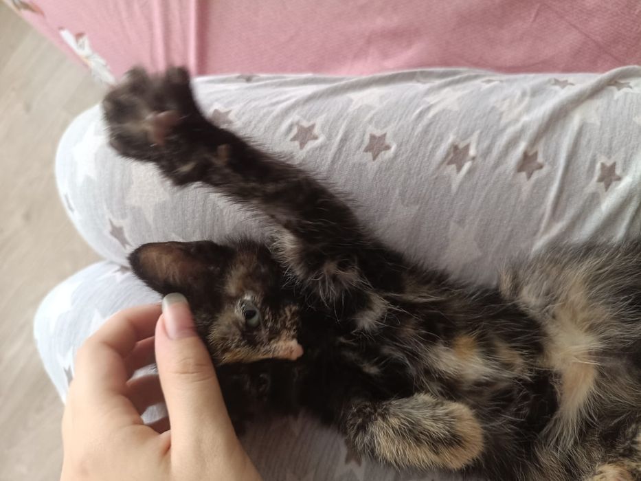 Отдам котенка девочка