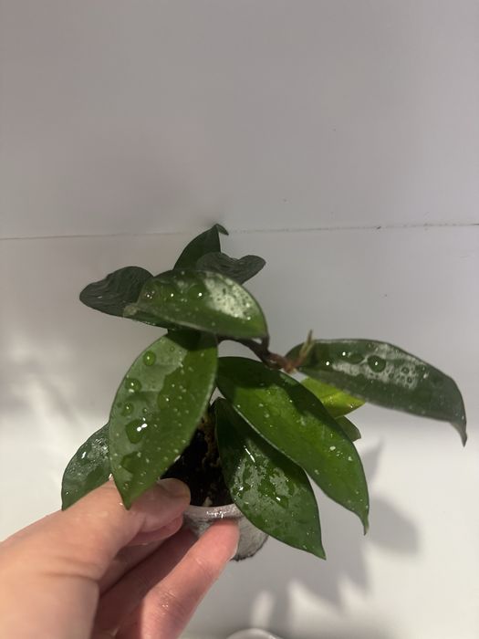 Хои алоказии по 1000 тг