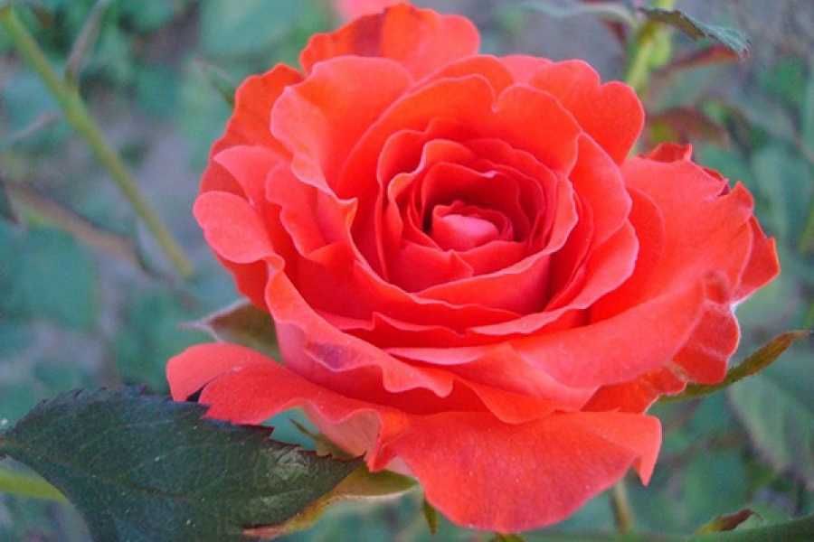 Розы саженцы с питомника