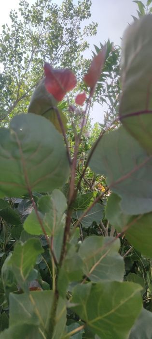 Кизил терак киримдики ( красный топол)