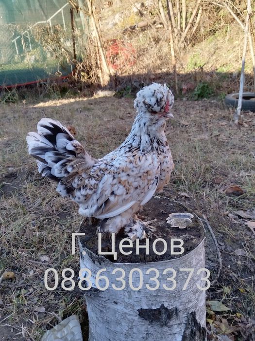 Продавам  джинки струмски бантам