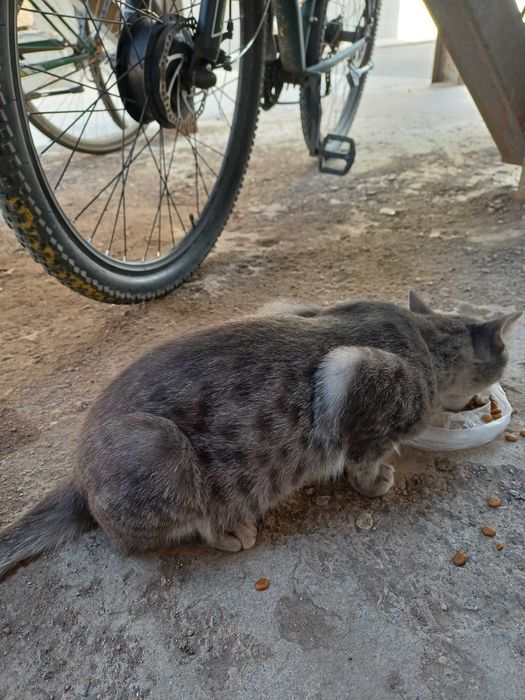 Ущем хозяев коту