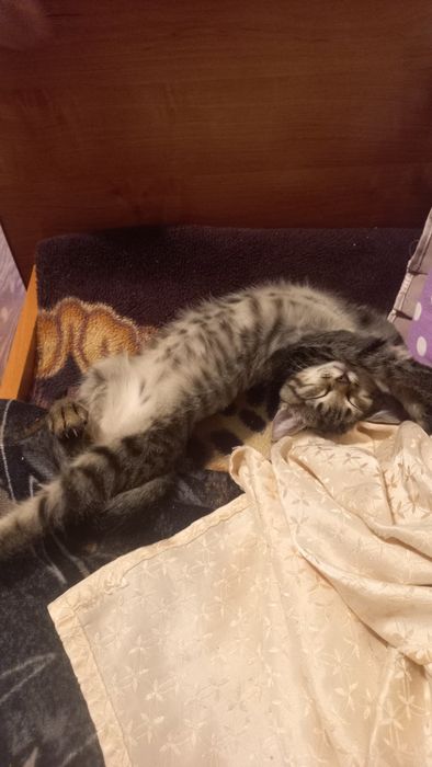 Отдам котёнка в добрые руки