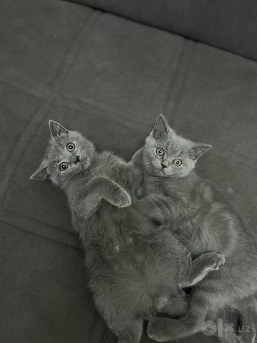 Котята мальчики 3 месяца скоти страйк