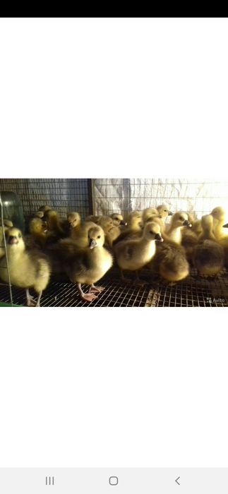 G'oz jo'jalari sotuvda