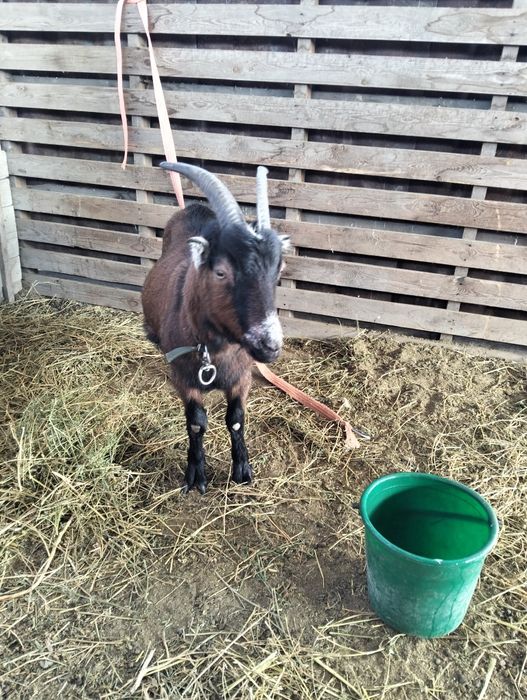 Продам козу альпийскую