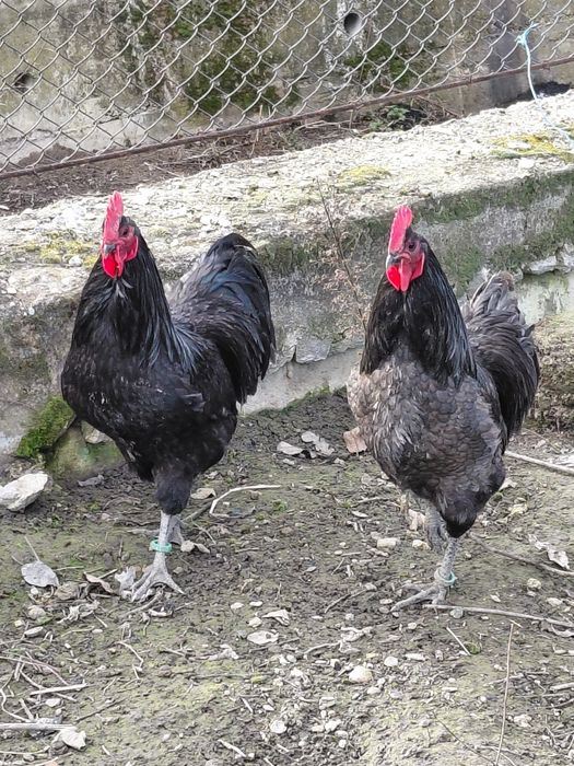 Cocosi australorp