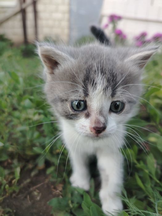 Отдадим котёнка в добрые руки