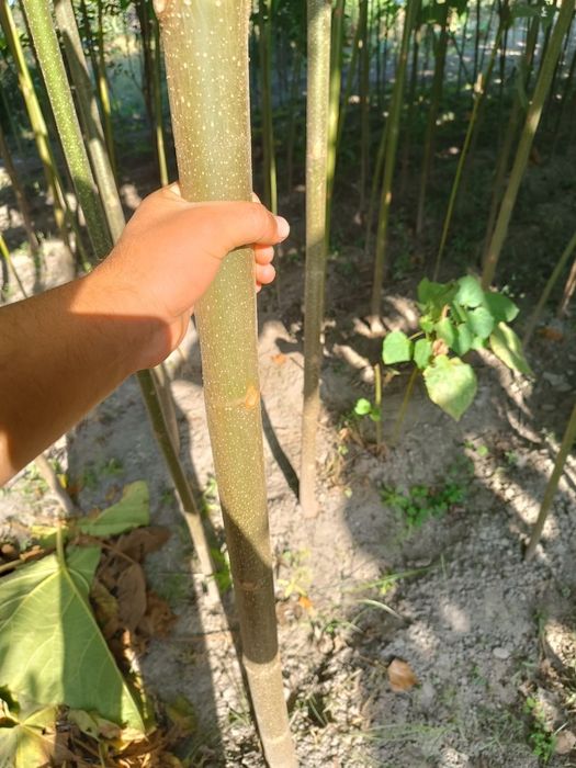 Pavloniya kochatlarimiz sotuvda bor arzon narxlarda