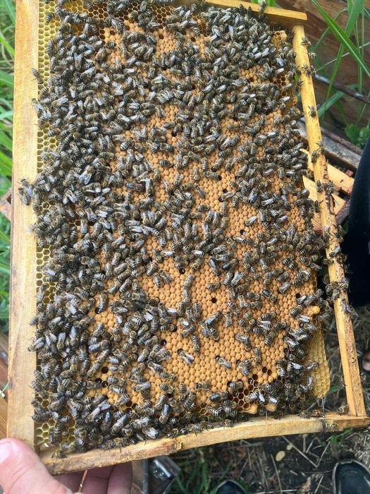 Vand familii de albine