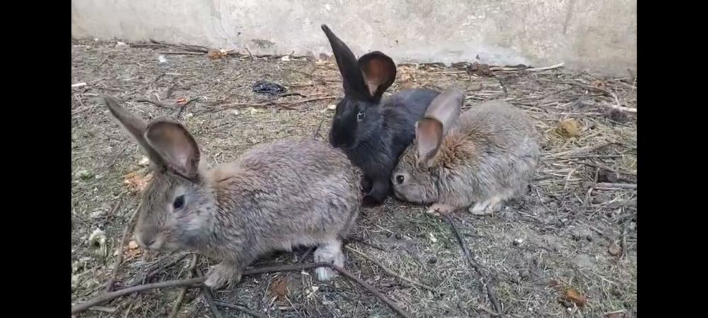 Velikan quyon sotiladi