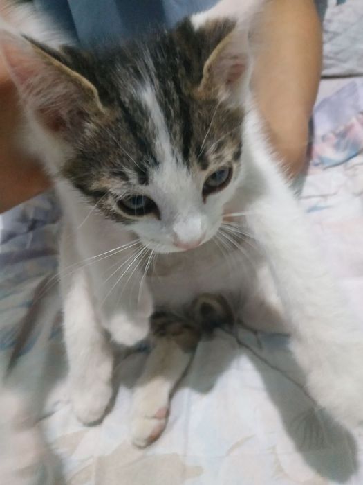 Mushuklarida shit boyalgan külotli qizlar