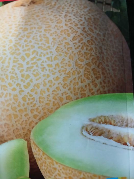 Разсад пъпеш медна роса