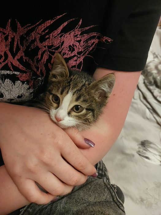 Котик в любящие руки