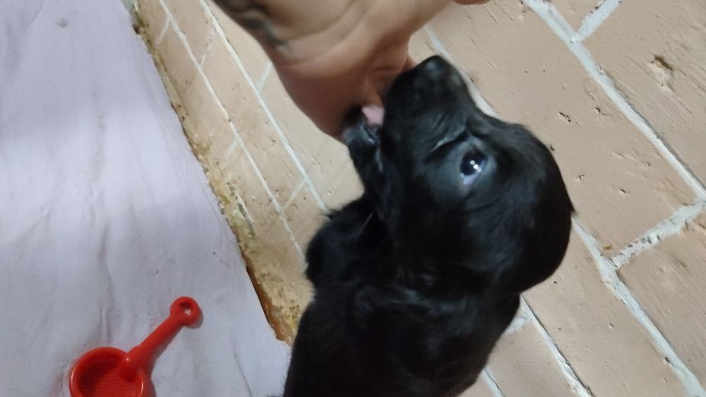 Продам спаниель щенят