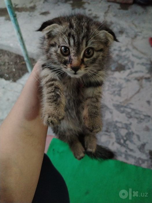Котенок вислоухий