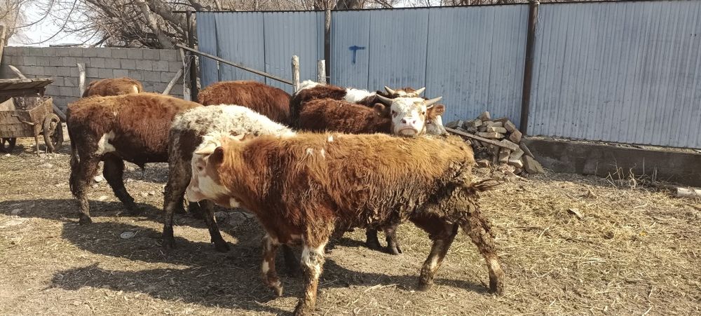 Бұзау тайыншалар