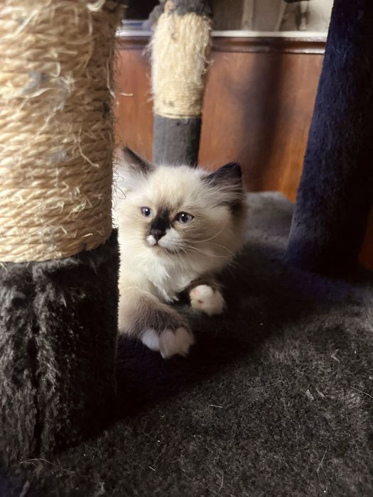 Котенца порода Рагдол