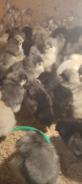 Pui australorp, pui țară