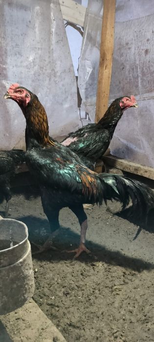 Дакан Жұмыртқа Яйцо