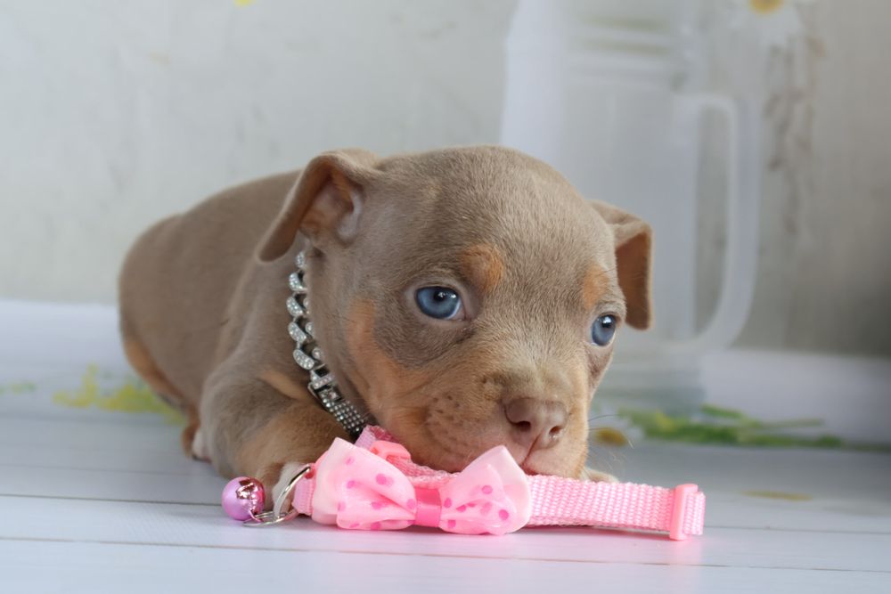 Щенки американской булли