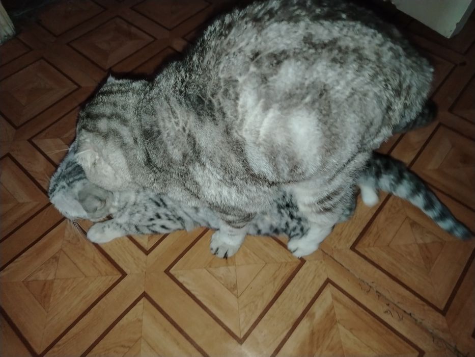 Скоттиш фолд. Вязка