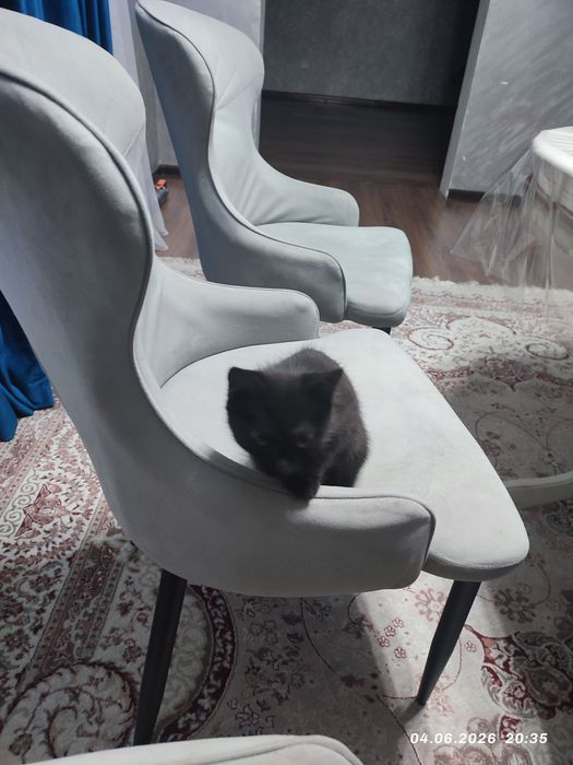 Котёнка в добрые руки