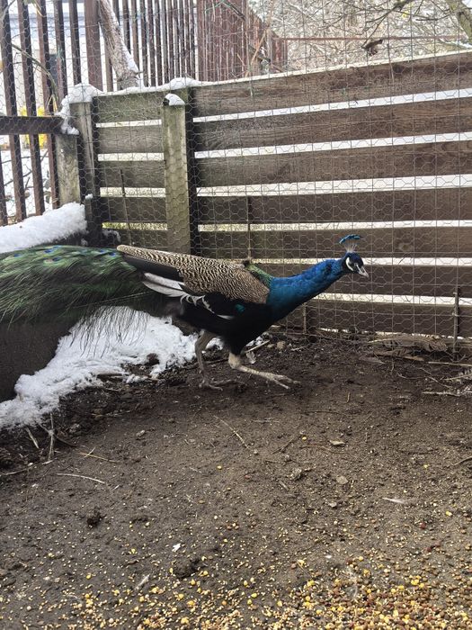 Пауни индийски-семейство
