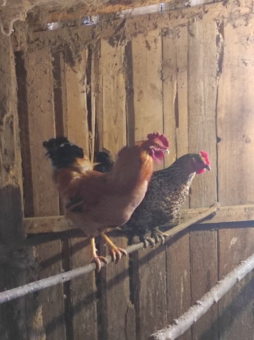 Жас әтеш сатылады 6000