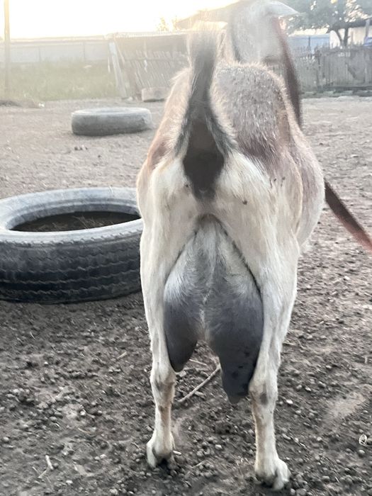 Алпиская козы ..