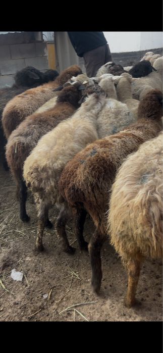 Семіз қой баран овцы