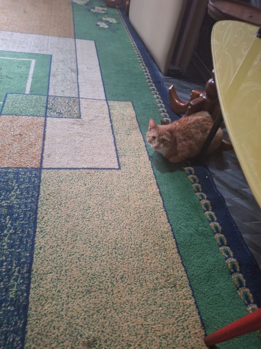 Отдам котенка мальчик