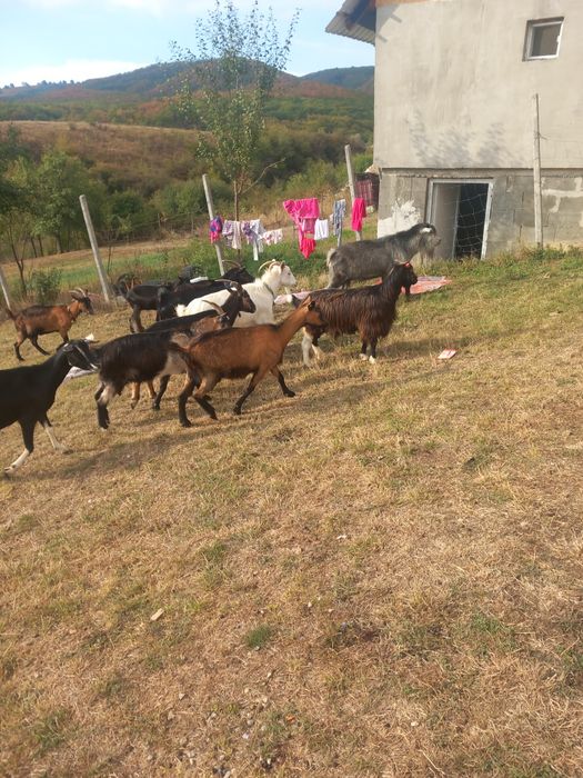 Vand capre 11 capre un țap si o iada