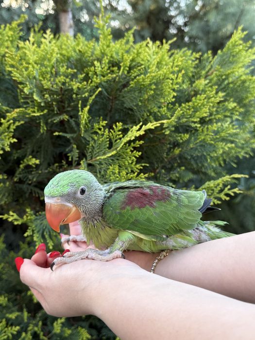 Pui blanzi 2025 papagali Marele Alexandru Alexander