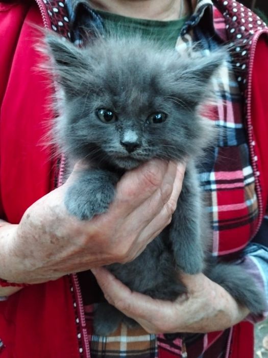 Отдадим бесплатно породистого котенка