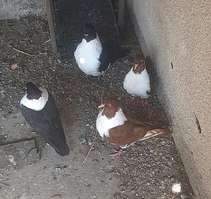 Iepurasi cap de leu si porumbei