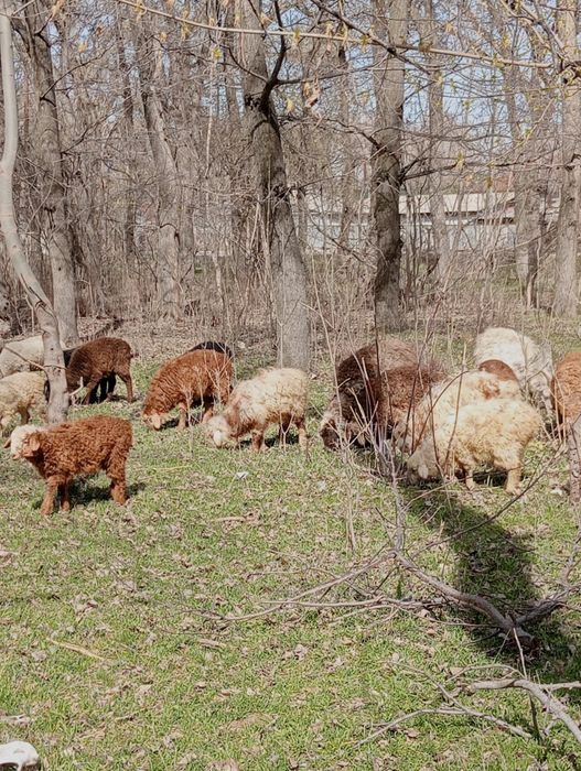 Козылы койлар сатылады
