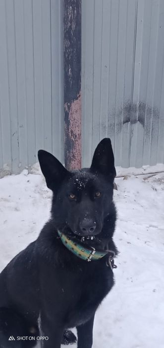 Қара неміс күшігі сатылады