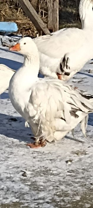 Gâște  Crețe, coloss și Toulouse din 2025  iunie