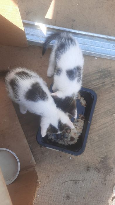 Отдам Даром Котят