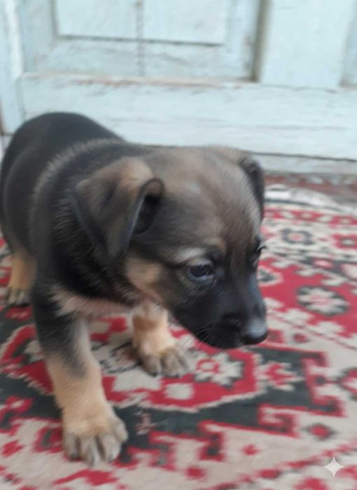 Щенок в поисках дома