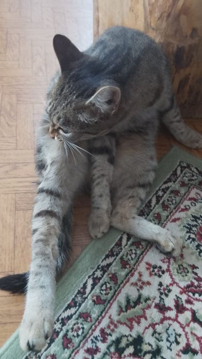 Пропала кошка, за вознаграждение