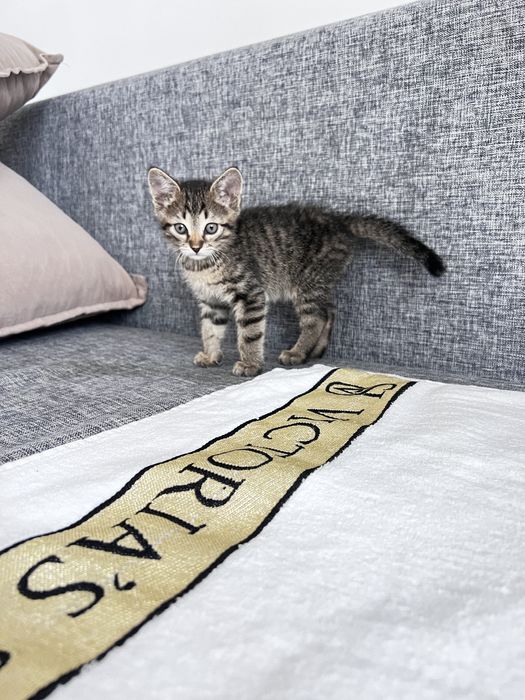 Отдам в добрые руки.