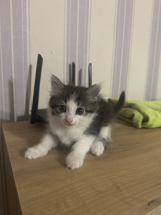 Домашний Мальчик котенок