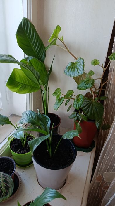 Женское счастье.Спатифиллум