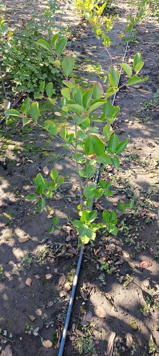 Butasi Aronia Melanocarpa (Anul 3 și 4)